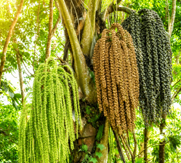3-palms-arenga