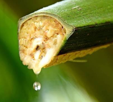 3-palms-coconut