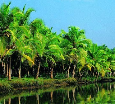 coconut-farm