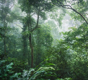 mountain-forest