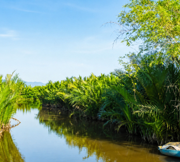 nipa-palm-forest