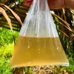 nipa-palm-juice