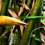 stories-hoi-an-nipa-drop