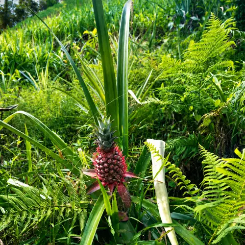 stories-hoi-an-wild-pineapple