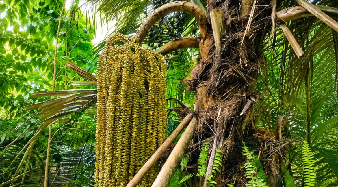 Arenga palm flower cluster in the Truong Son mountains of Central Vietnam