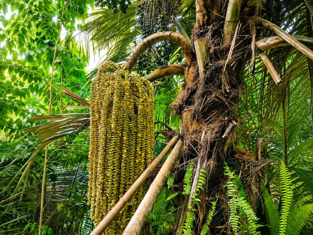 How Arenga Palm Nectar Is Harvested in the Truong Son Mountains
