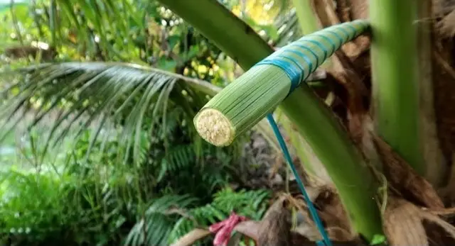 Why Palm Blossom Nectar Is Special: Taste, Low GI and Natural Nutrients