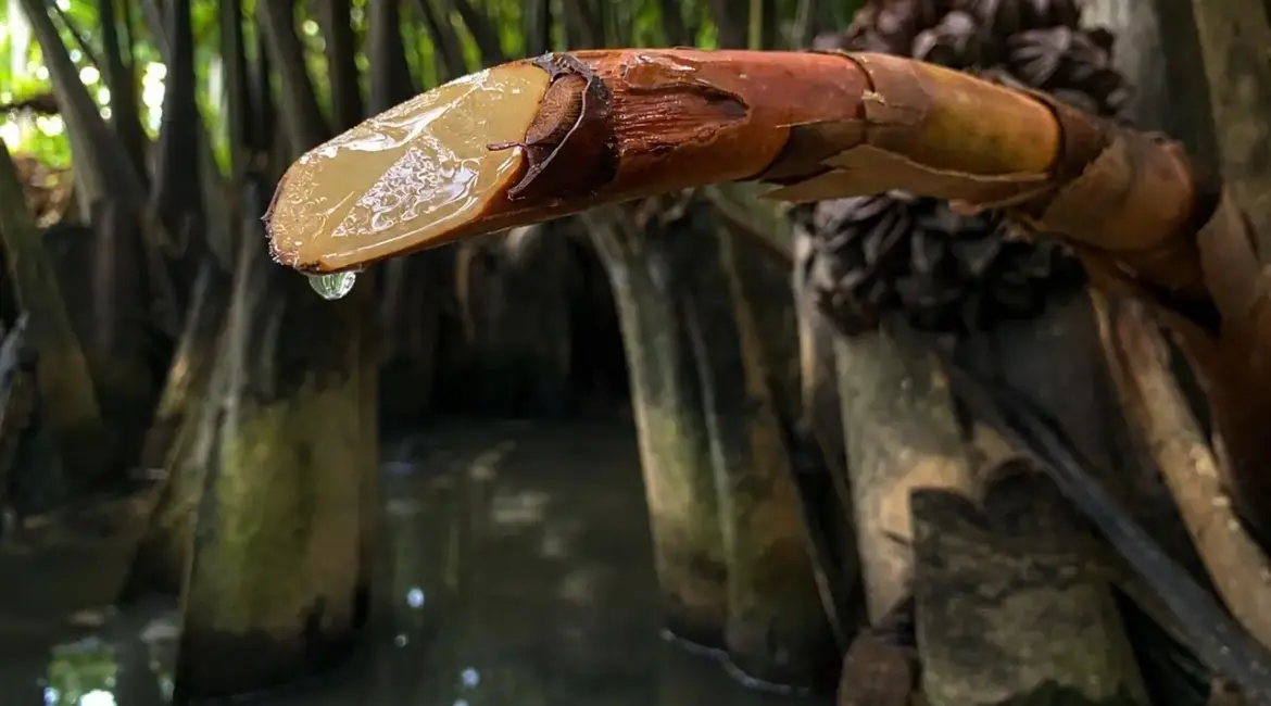 Fresh nipa palm nectar dripping from a tapped palm stalk