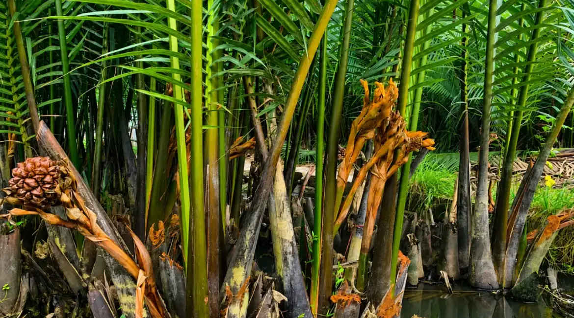 Nipa palm growing in a wetland in Hoi An, with flower and fruit stalks used for nectar harvesting
