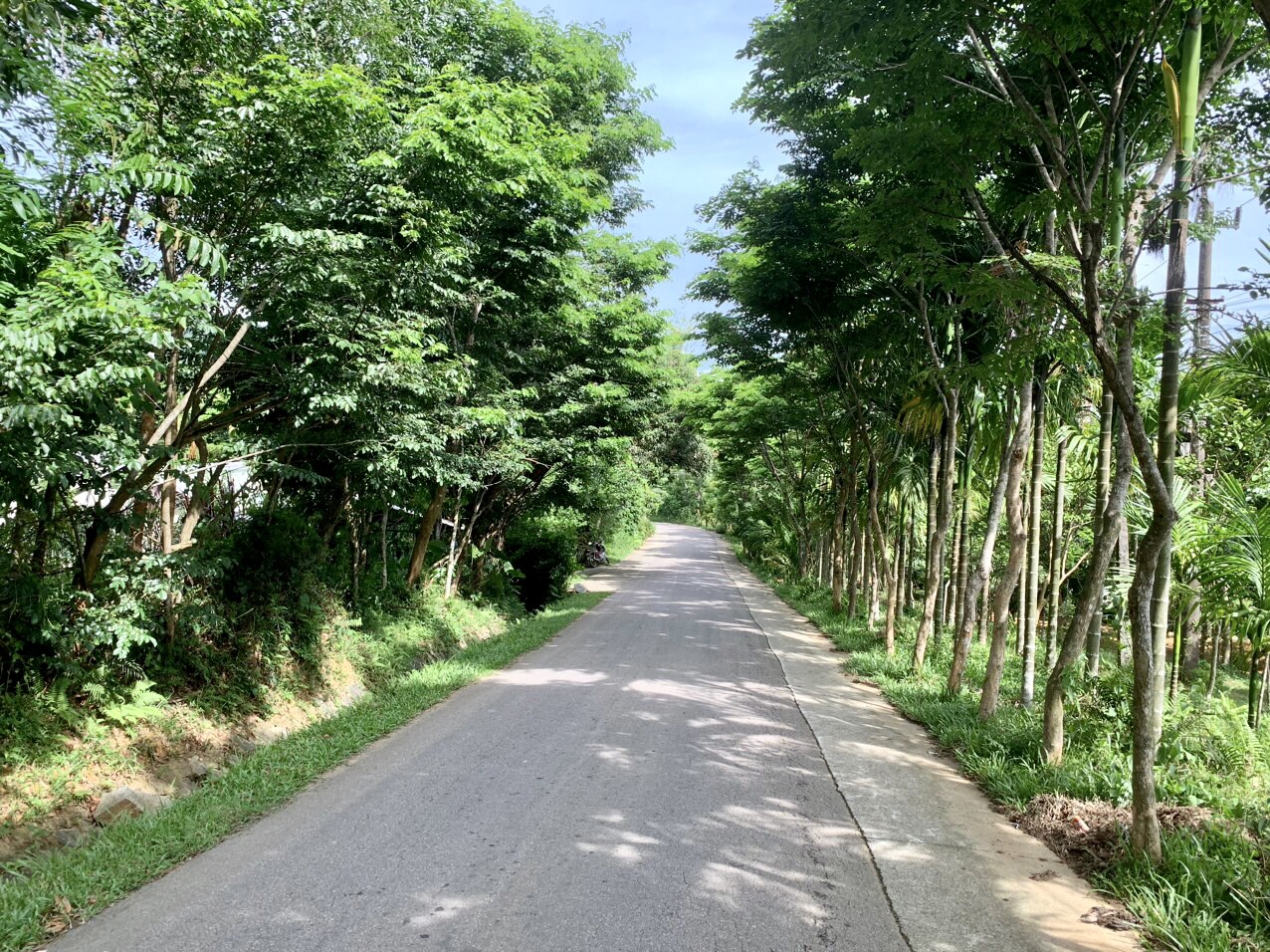 Scenic Road from Phuoc Ha Dam to Loc Yen Ancient Village Tree-lined countryside road from Phuoc Ha Dam to Loc Yen Ancient Village
