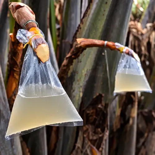 Fresh nipa palm blossom nectar collected in transparent bags attached to cut palm stalks.