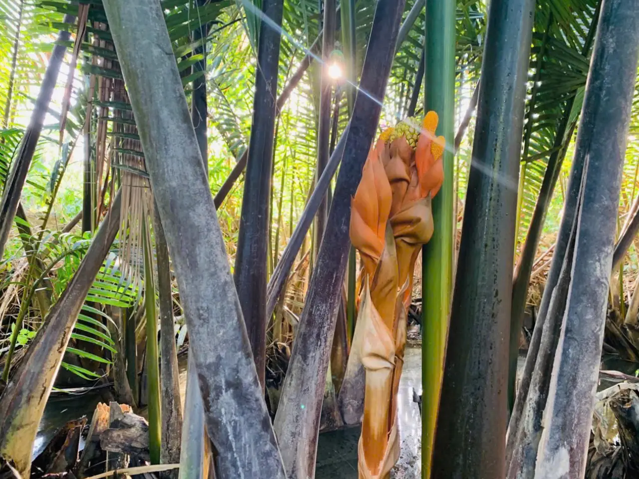Nipa palm flower growing in Hoi An's riverside palm forest