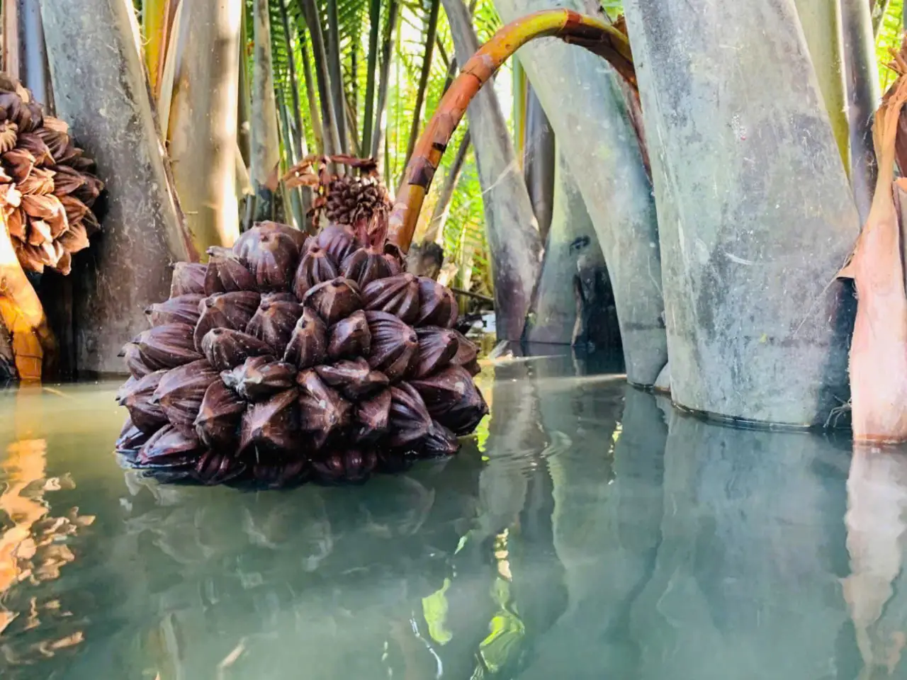 Nipa palm fruit cluster prepared for nectar harvesting in Hoi An.
